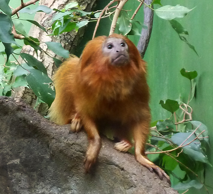 golden lion tamarin looking up