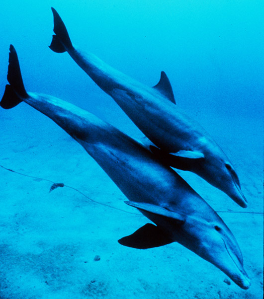 bottlenose mother and juvenile