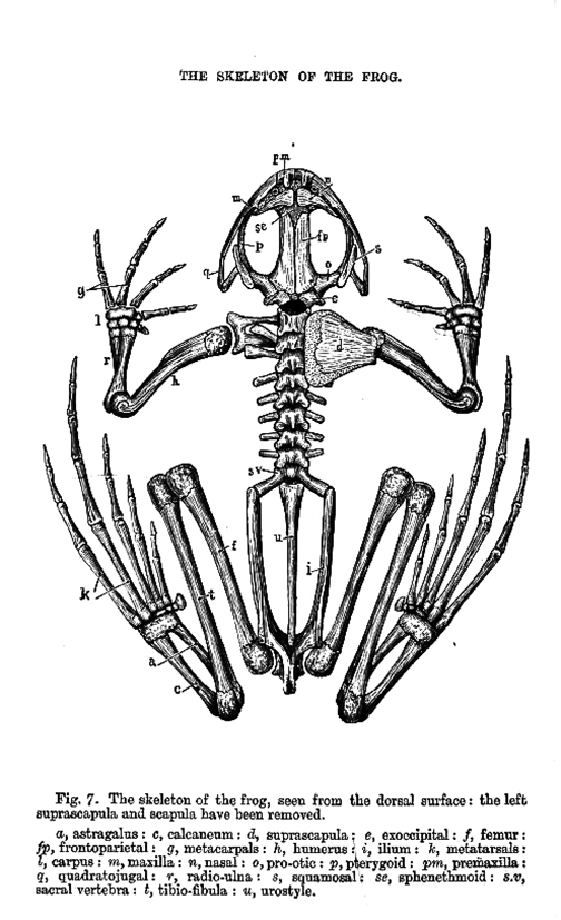 skeleton drawing of frog