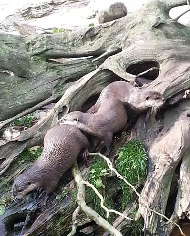 decorative otters