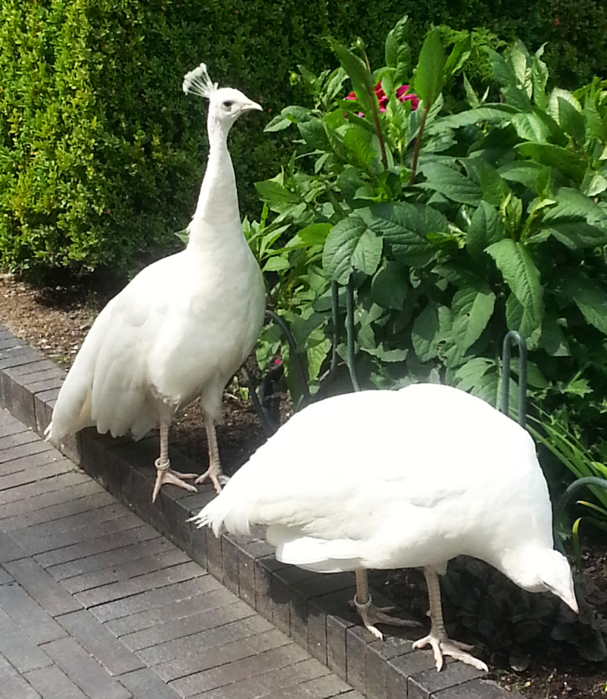 albino peacocks or just white peacocks