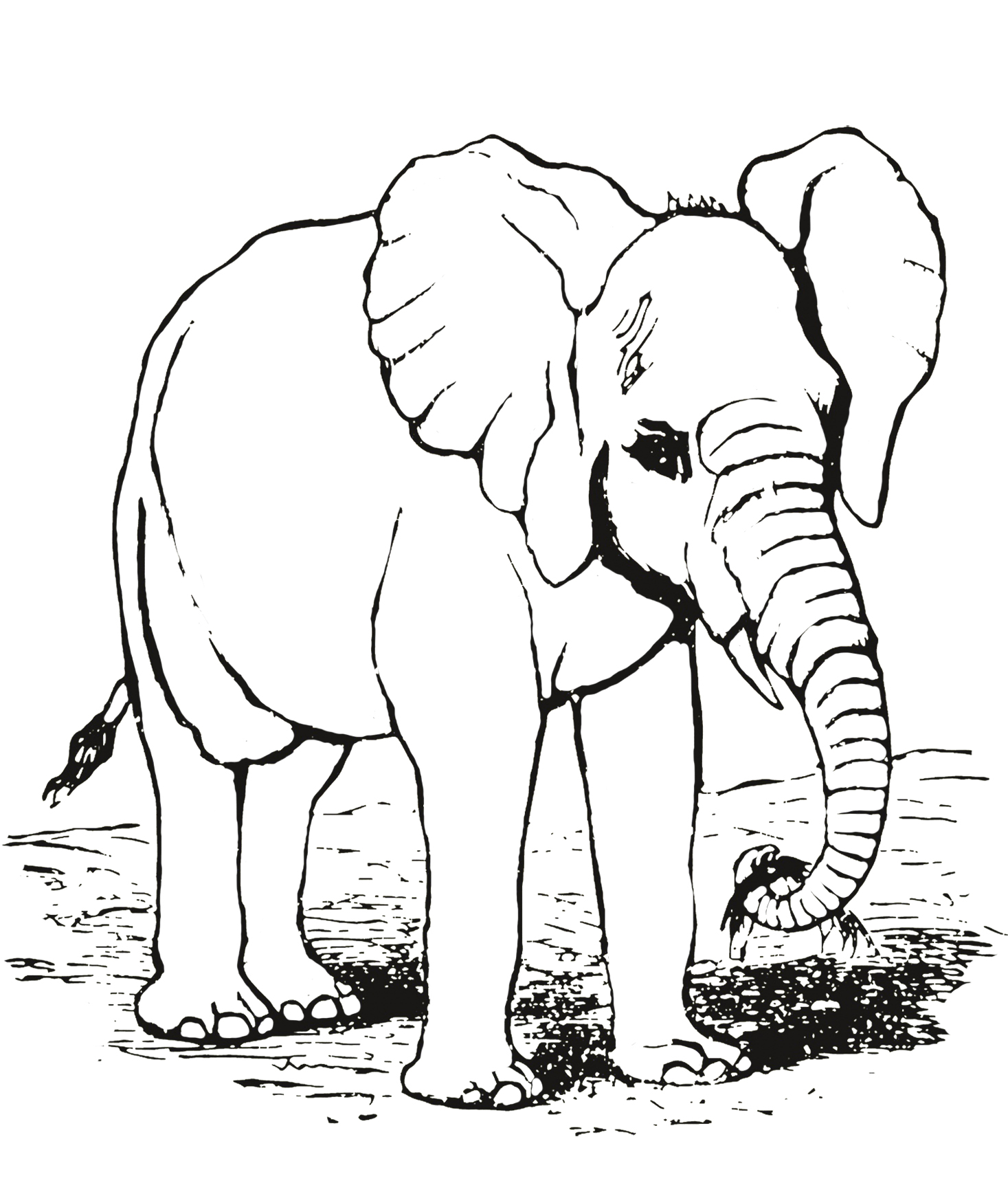 elephant drawing vintage for coloring