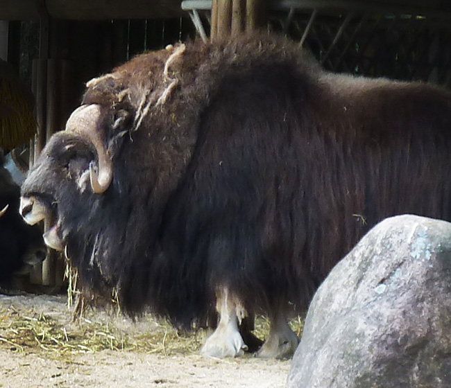 Muskox-in-zoo