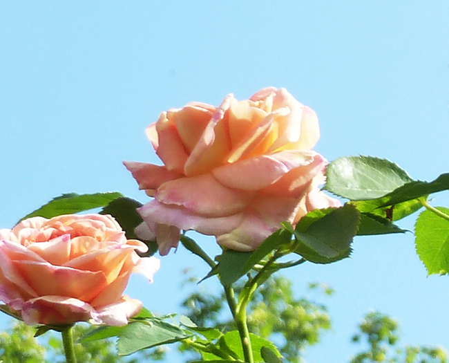 pink roses and blue sky