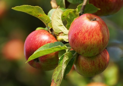 ripe apples in autumn