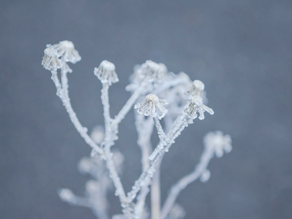 plant with winter frost