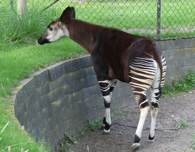 Okapi in zoo