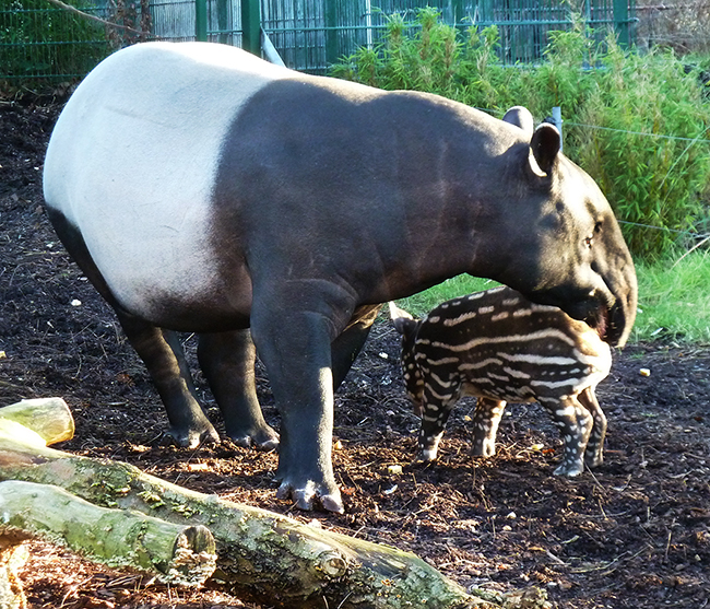 Tapir facts and pictures mother and child