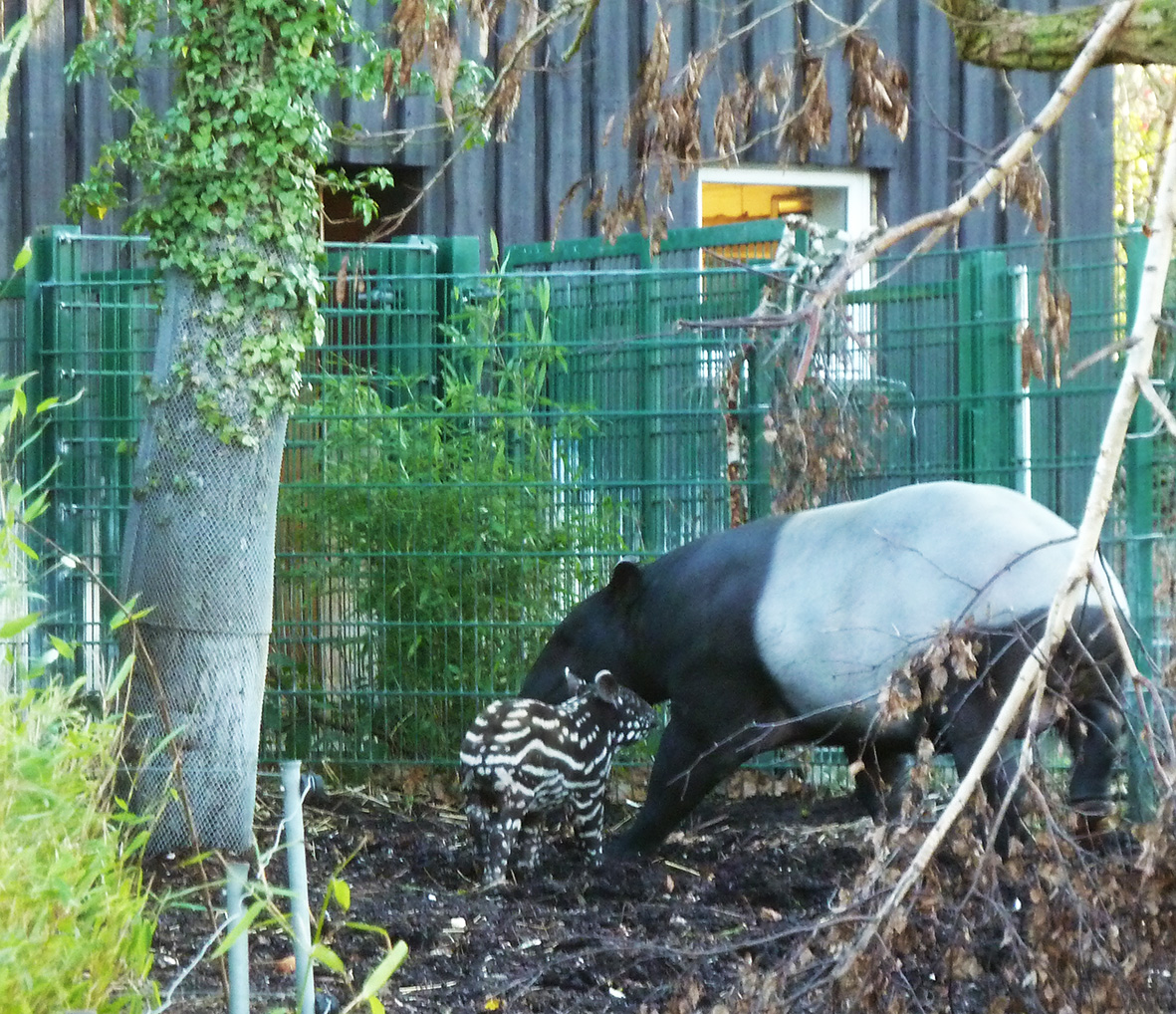 Mother and young tapir in zoo