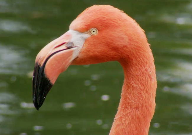 flamingo picture close up