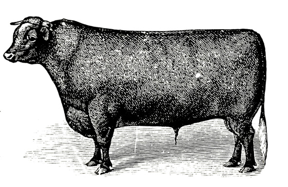 Victorian bull sketch