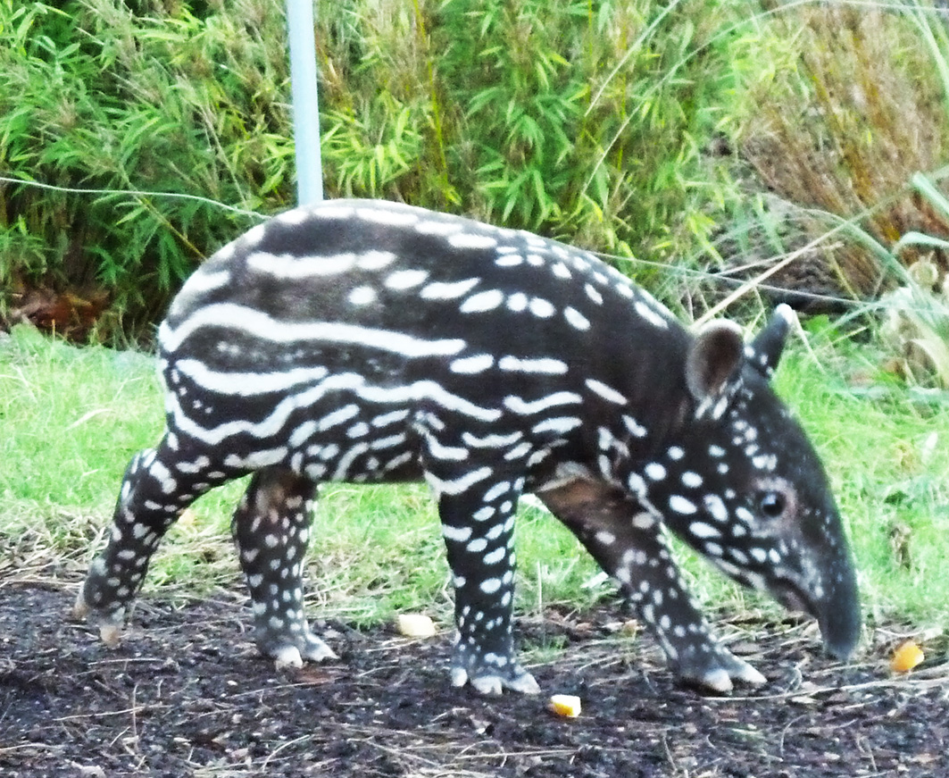 Young tapir alone