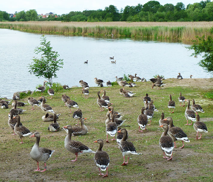 Geese flock