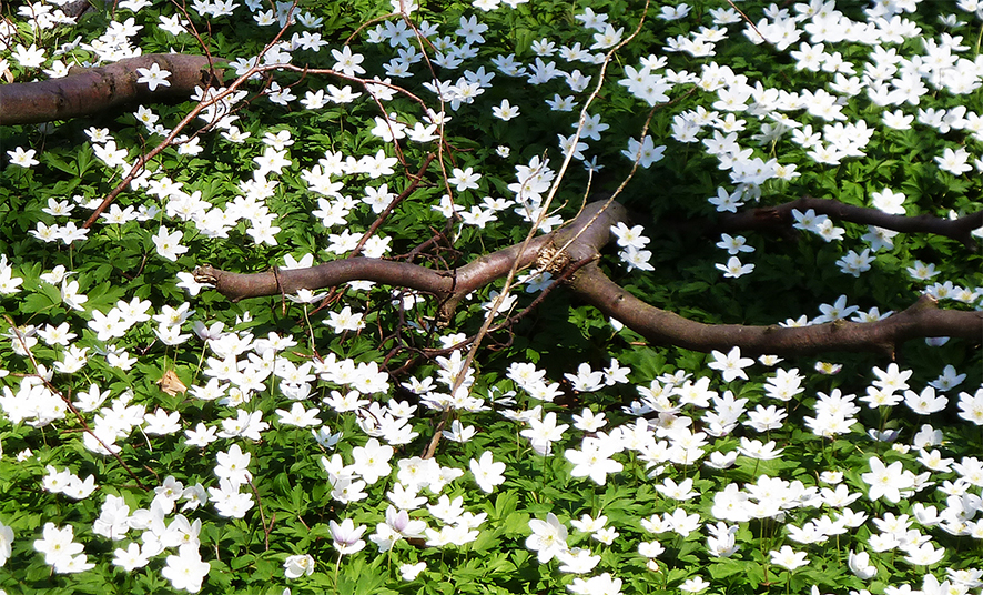 forest floor in spring with anemones