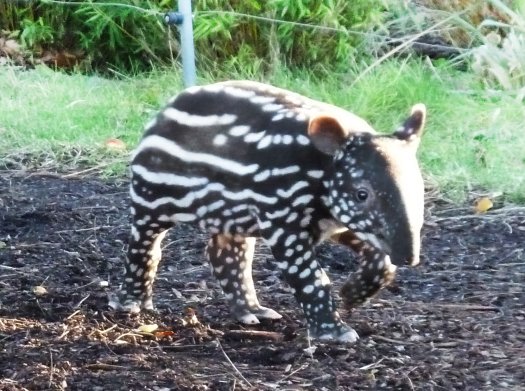 Young tapir on adventures