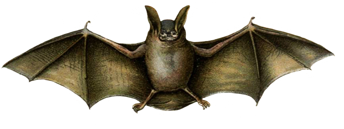 mouse colored bat drawing