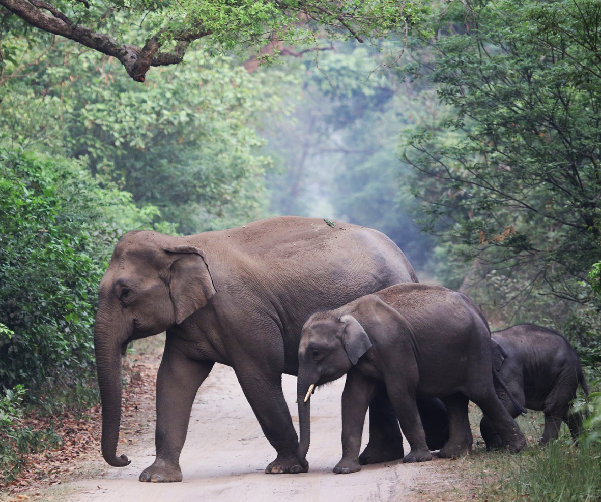 picture of elephants in nature