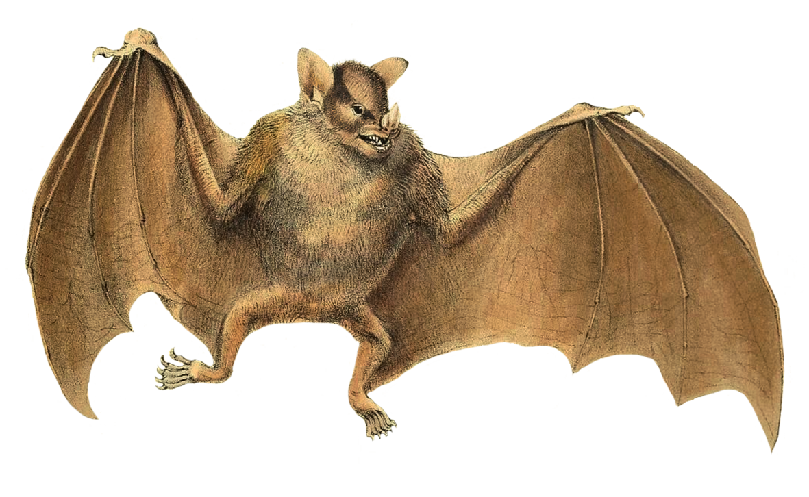 sturnira spectrum bat clipart
