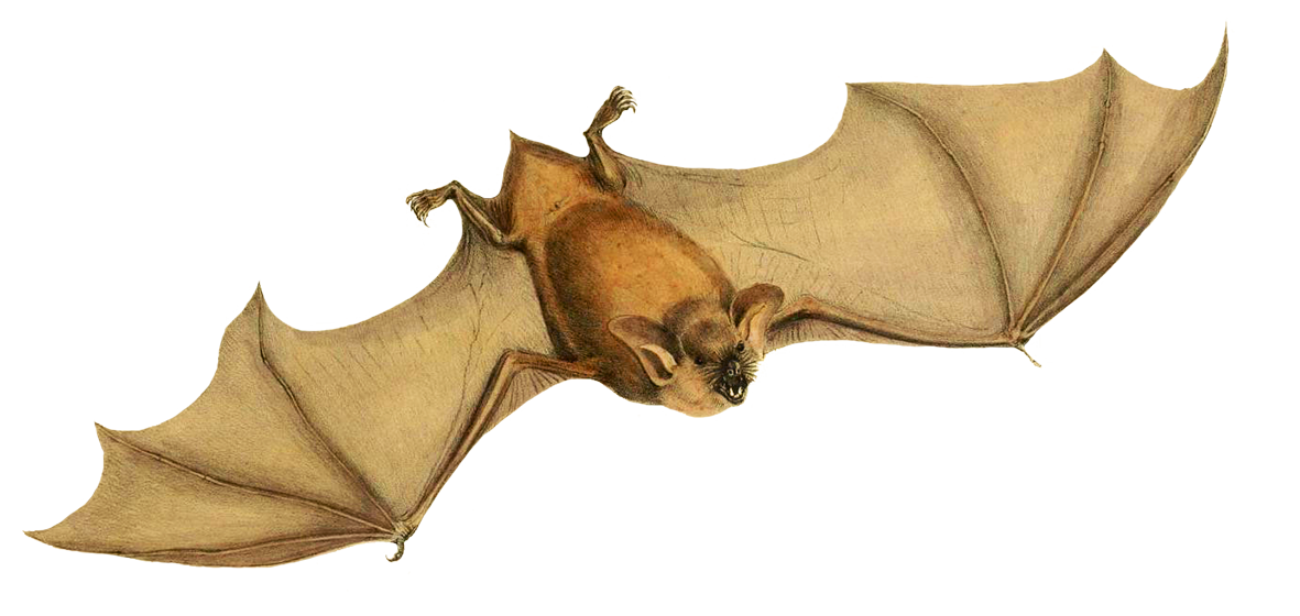 Mystacina tuberculata bat