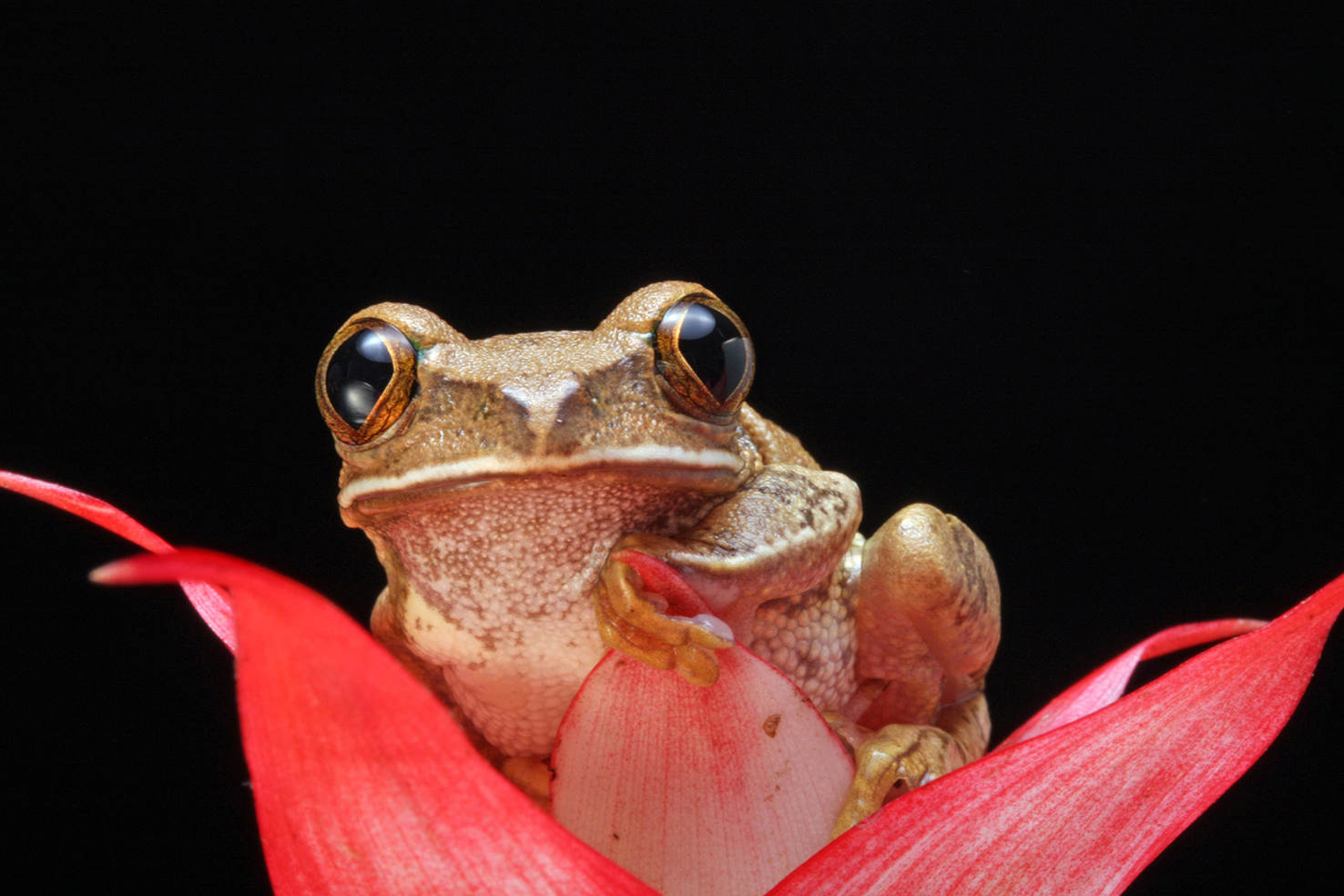beautiful frog portrait with flower