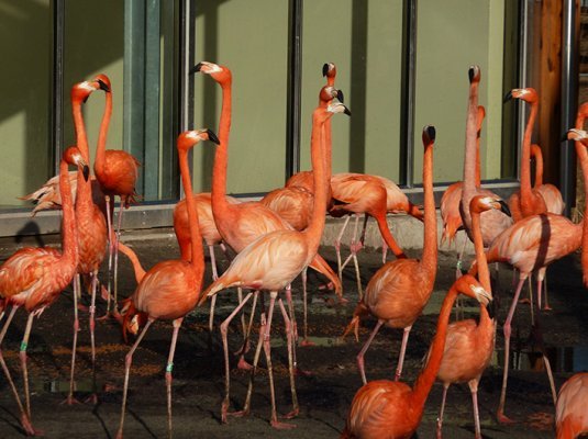 picture of red flamingos