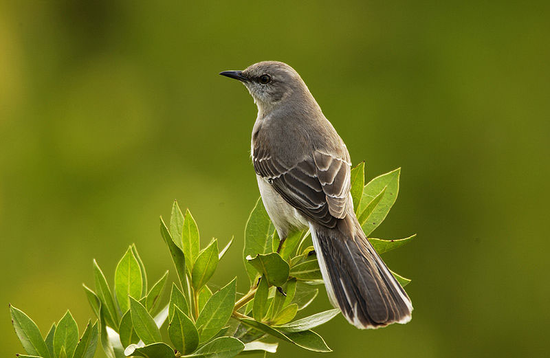 Northern Mockingbird picture