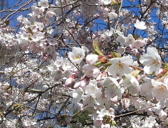 first day of spring flowers