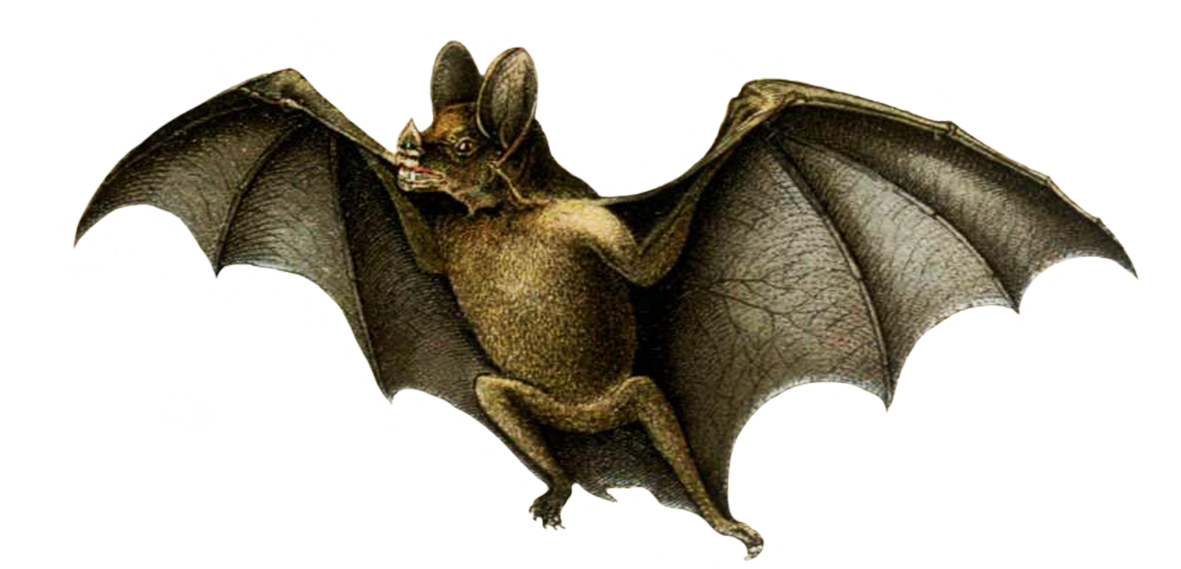 drawing of vampire bat
