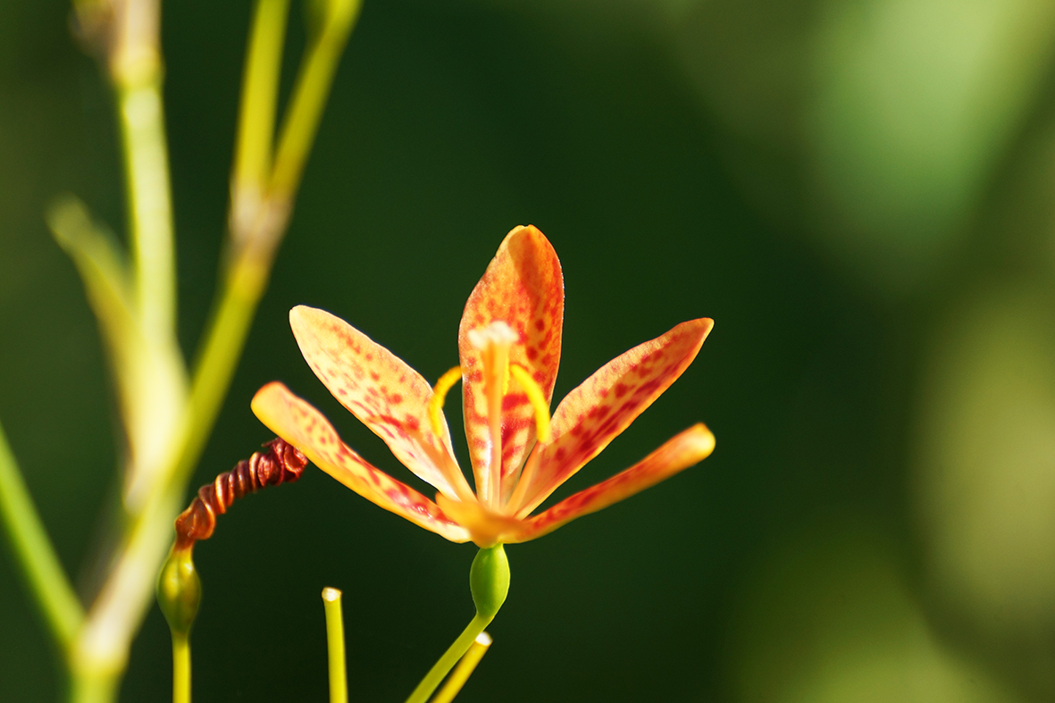 Artistic photo of orange flower