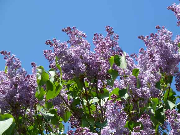 lilac tree seen against the blue sky