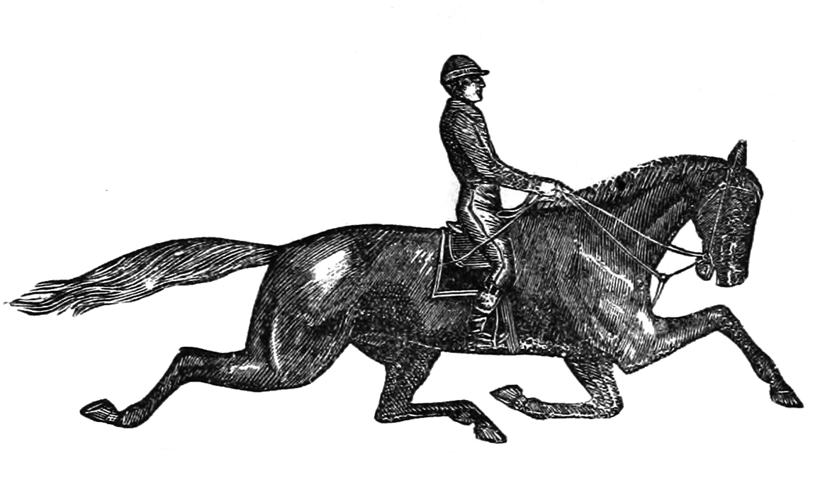 horse with jockey trotting