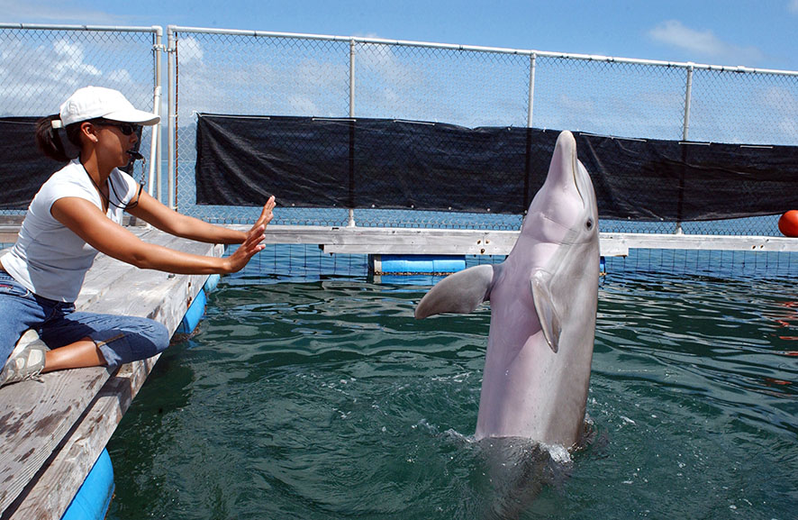 bottlenose dolphin responding hand signal