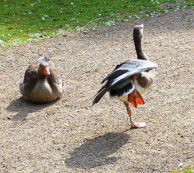 Goose standing on one leg