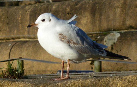 Picture of seagull