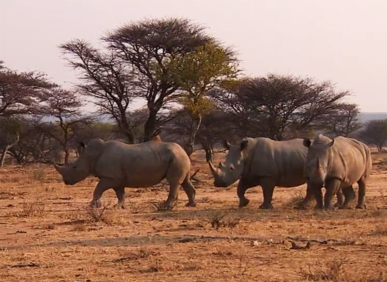 rhinoceros-photo-three-rhinoceros.jpg