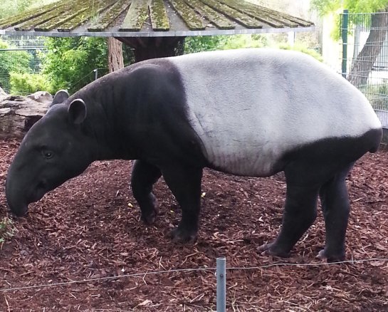 picture of young tapir