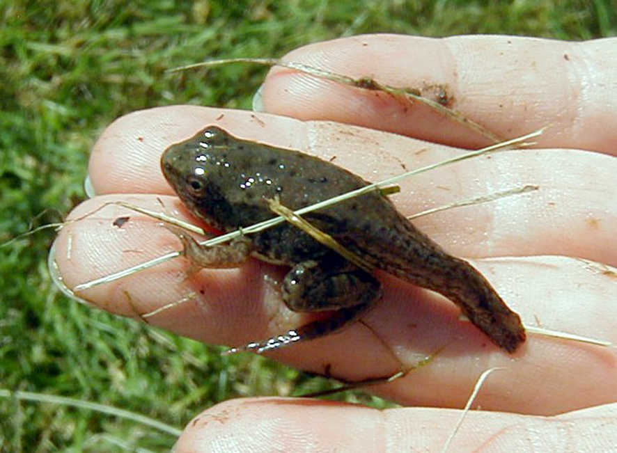 juvenile frog with tail