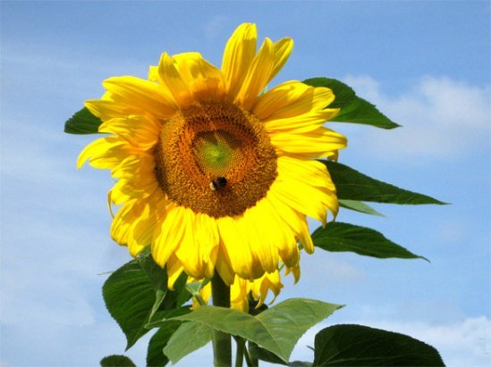 sunflower