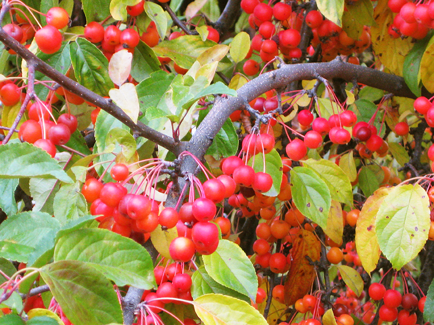 red red autumn berries