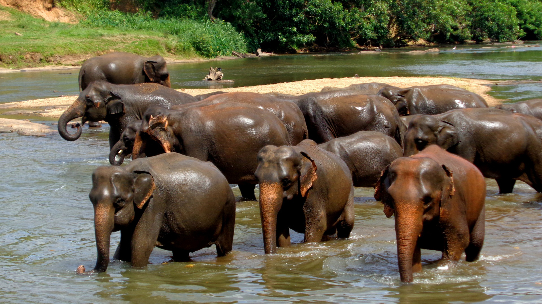 elephant herd bathing