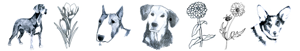 drawing-pencil-sketches-dogs-flowers