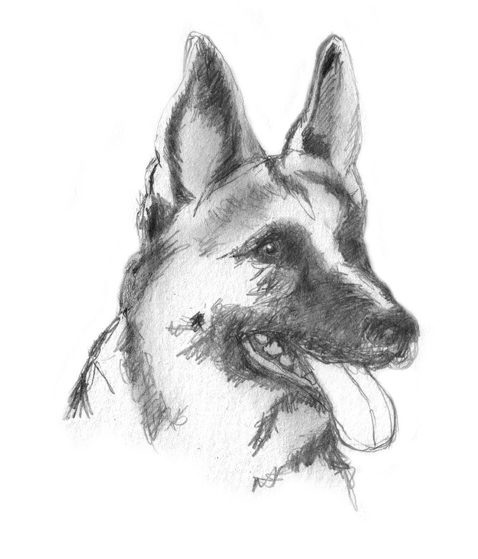 dog sketches pencil