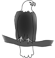 Bald Eagle Drawings