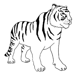 bengal tiger coloring page
