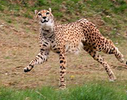 cheetah facts gepard speed