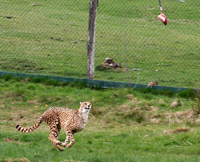 cheetah facts hunting gepard