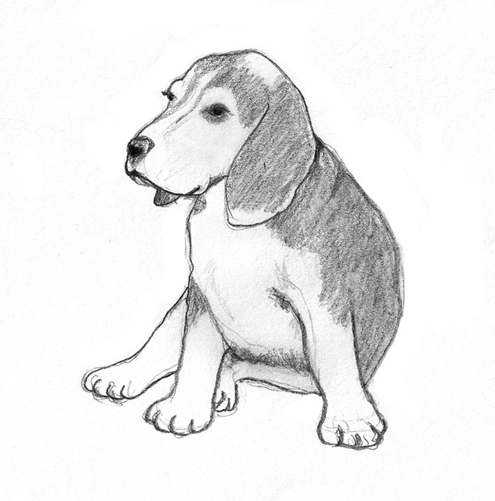 dog-sketh of Beagle puppy