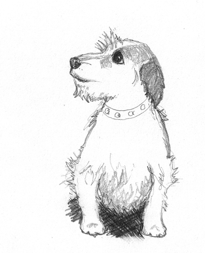 How to Draw a Dog with B/W Pencil: Schnauzer Puppy | Victoria Veluz |  Skillshare