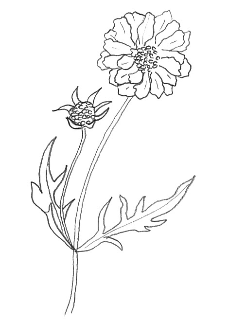 Scabiosa Grandma's favourite flower | Flower sketches, Flower tattoo ...