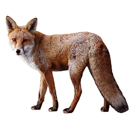 picture of fox isolated